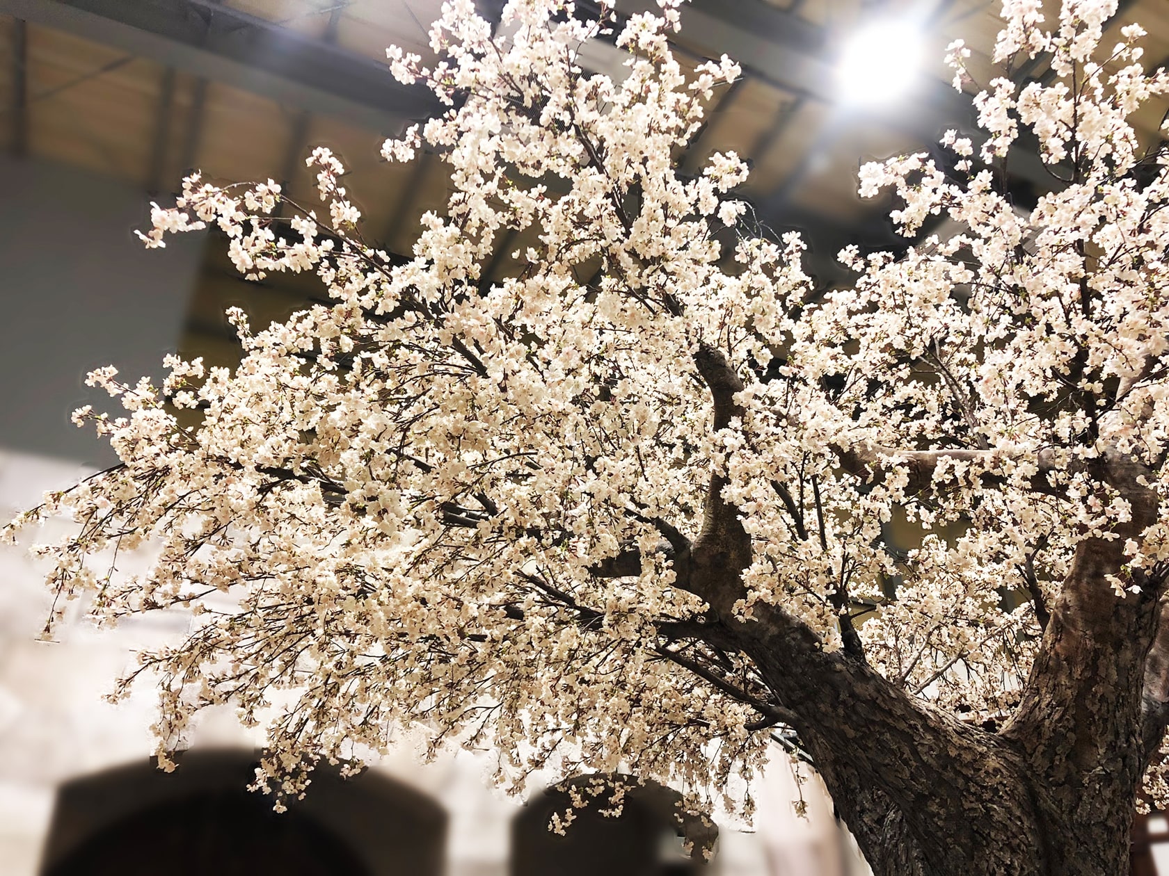 桜の木造形ディスプレイ 美術製作 美術施工プロデュースの 株 アルチザン